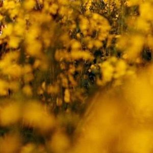 Meet your Posher, Setra